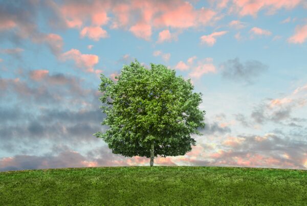 2021-환경의날-자연-환경-나무-들판-생태계복원
